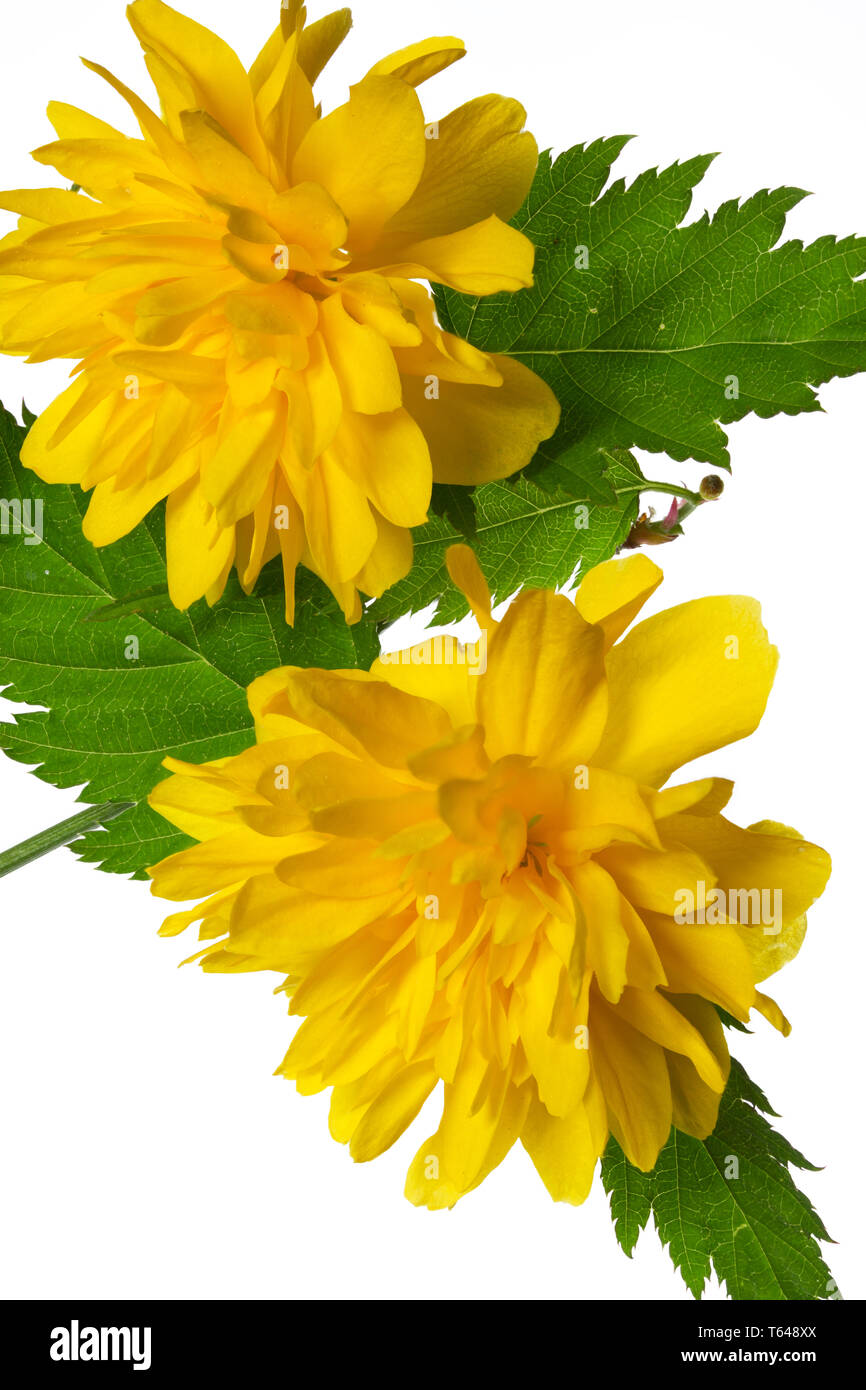 Japanese buttercup hires stock photography and images Alamy