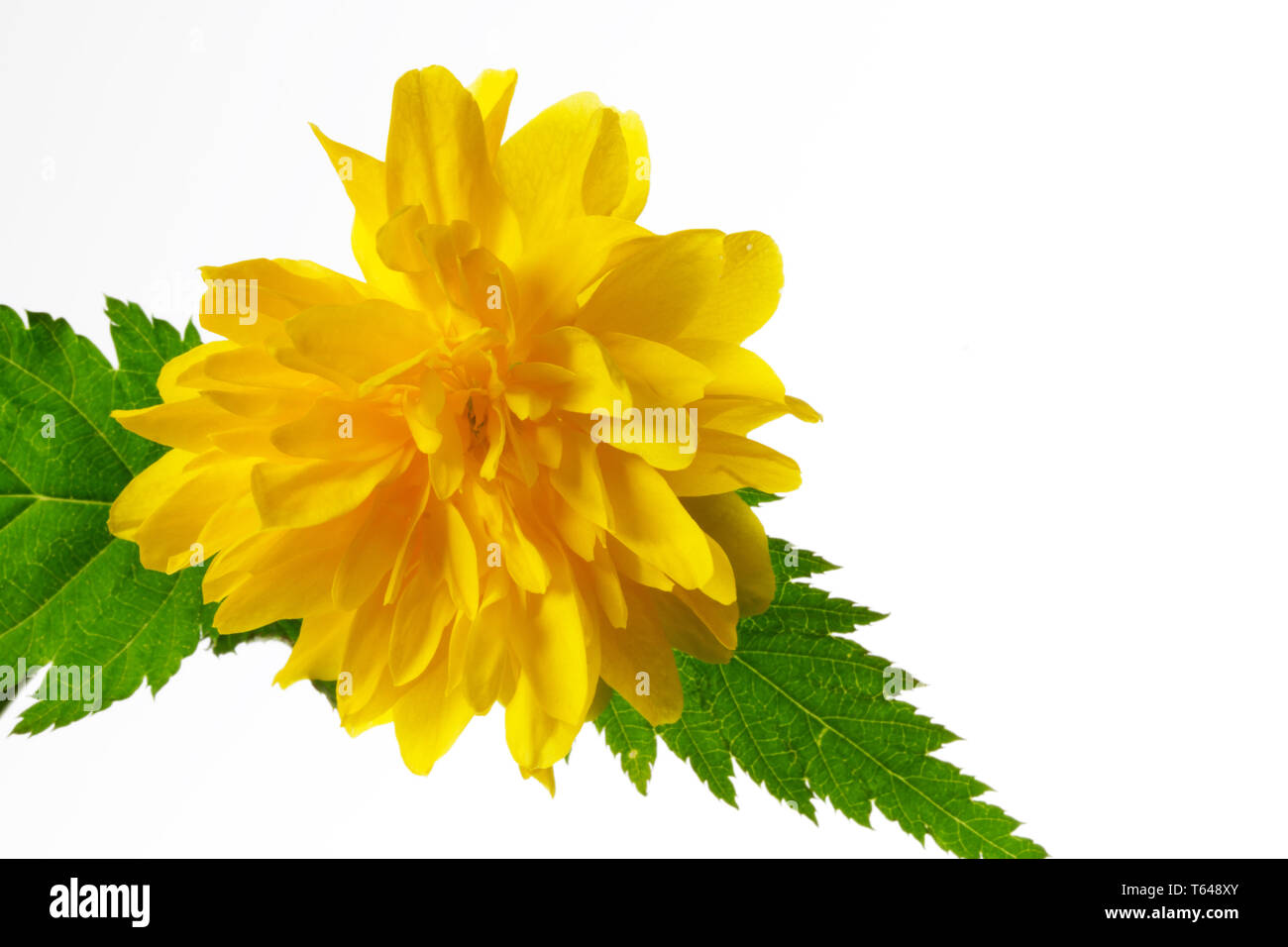 Japanese buttercup hires stock photography and images Alamy