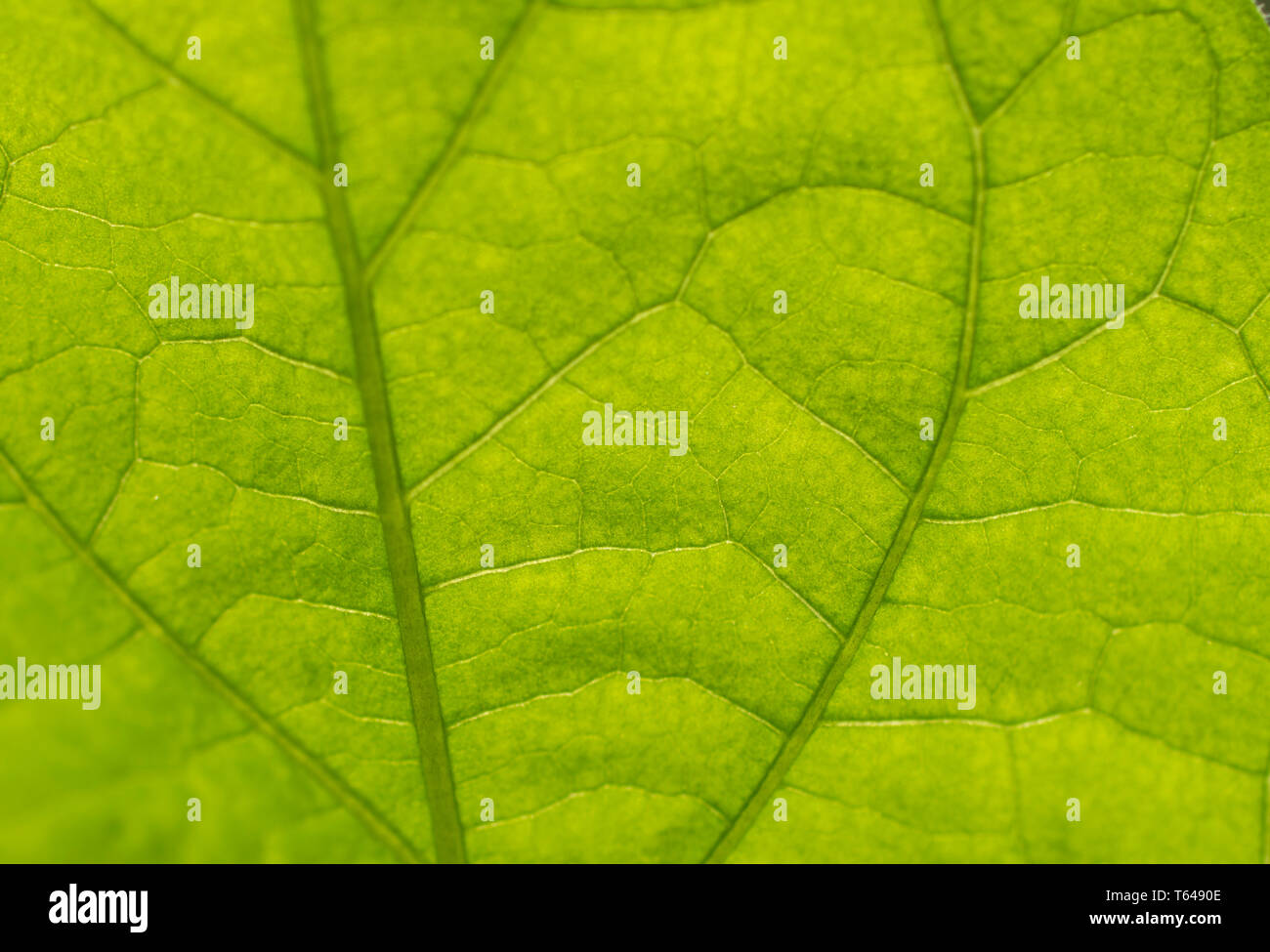 Eggplant leaf in sunlight close-upEggplant leaf in sunlight close-up with veins and cells Stock Photo