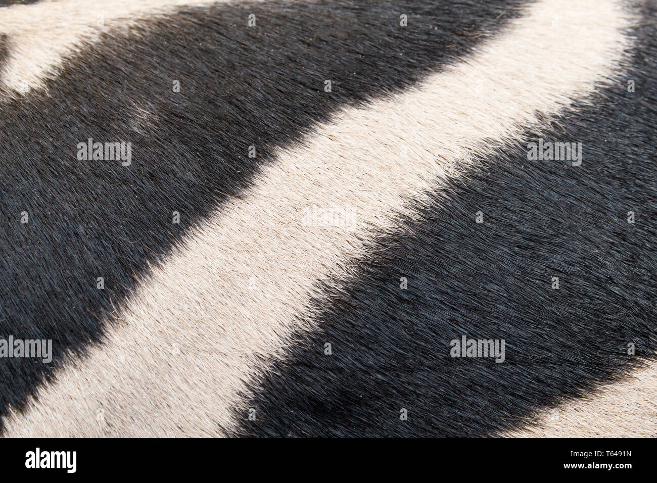 zebra skin pattern background Stock Photo