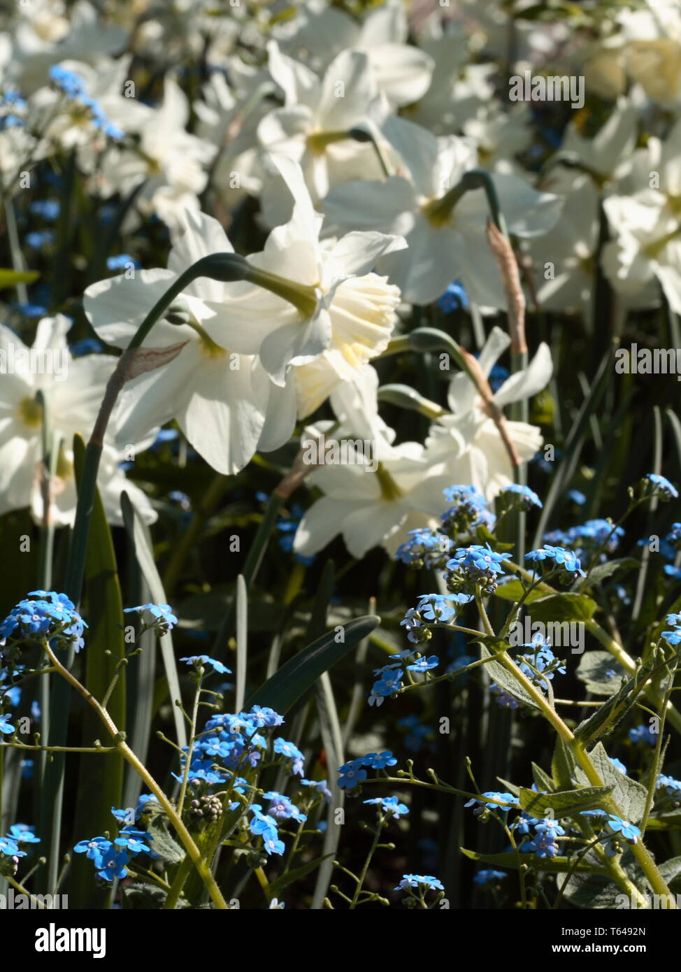 forget-me-not [Myosotis sylvatica] Stock Photo