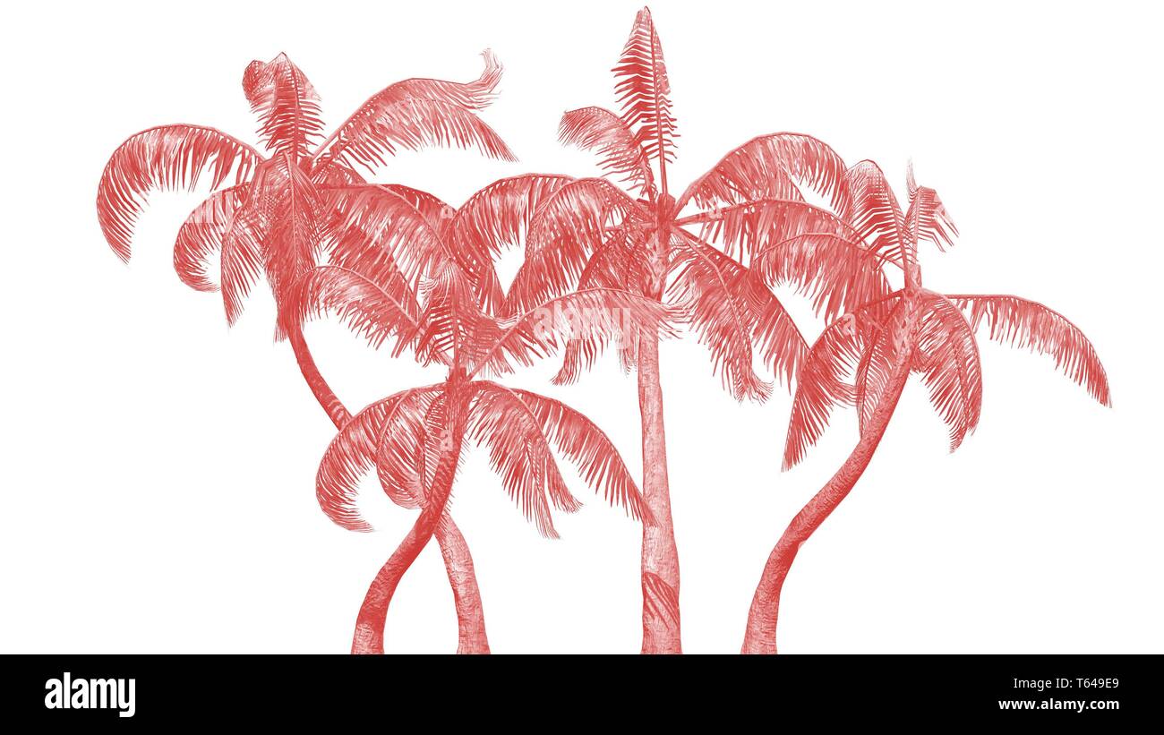 Ruffle Coral Black palms