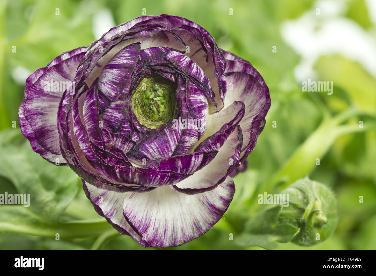 Ranunculus asiaticus hi-res stock photography and images - Alamy