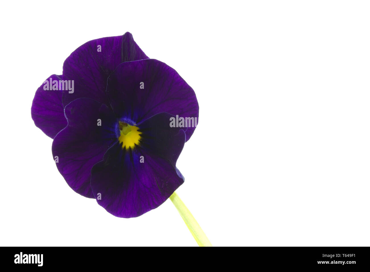 Horned or Tufted Pansy Stock Photo