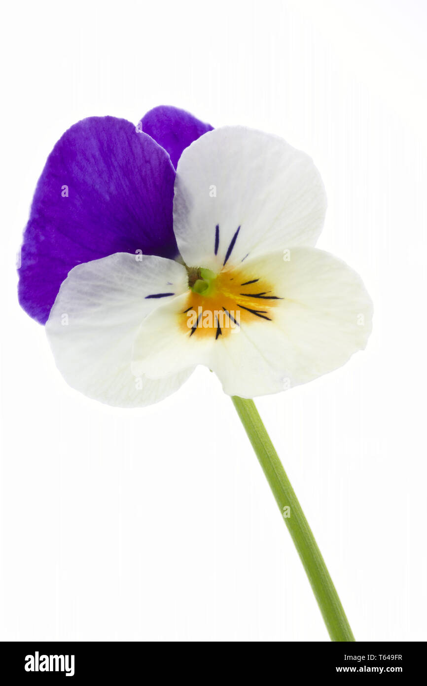 Horned or Tufted Pansy Stock Photo