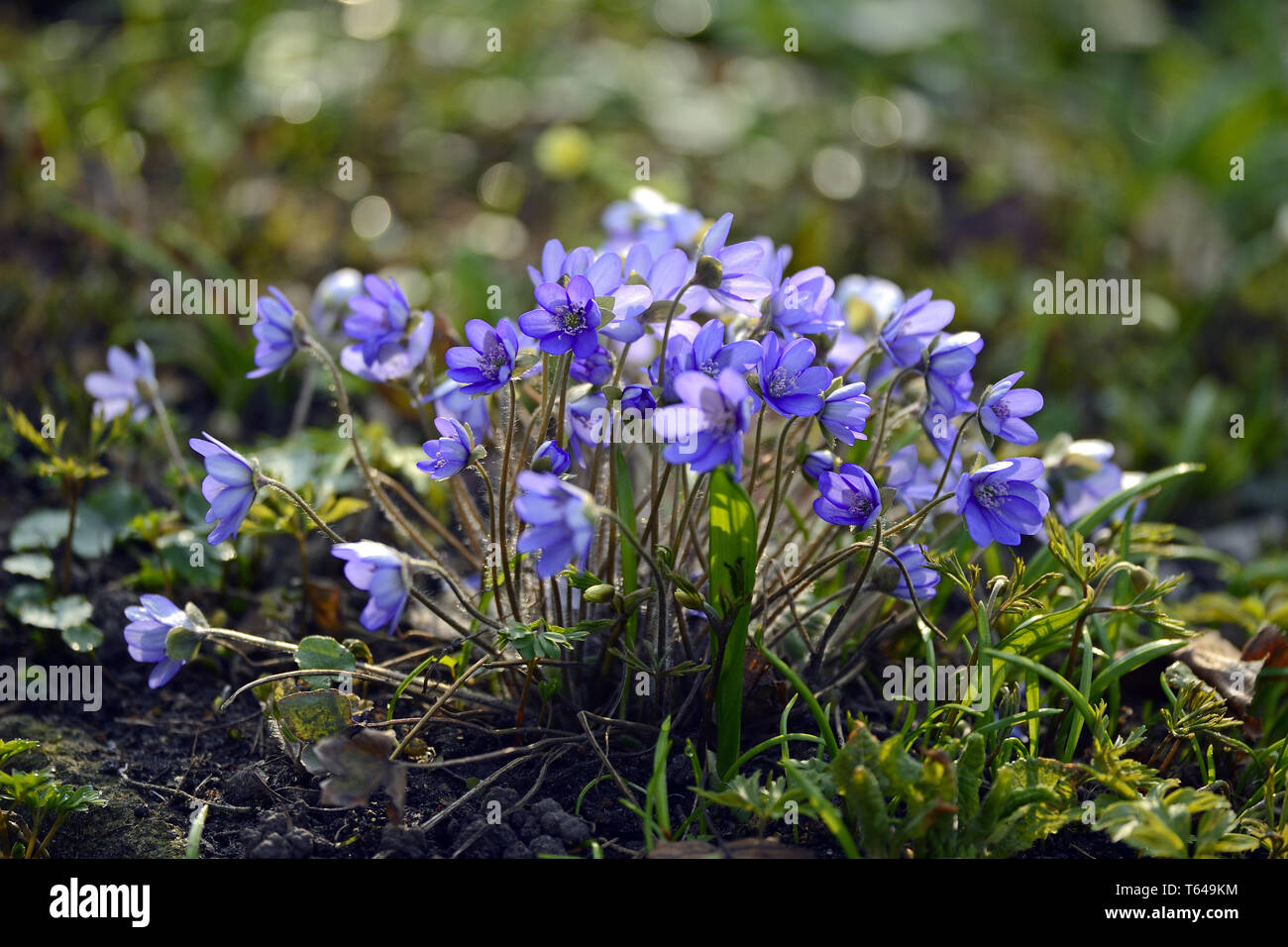 Liverwort, Anemone hepatica Stock Photo