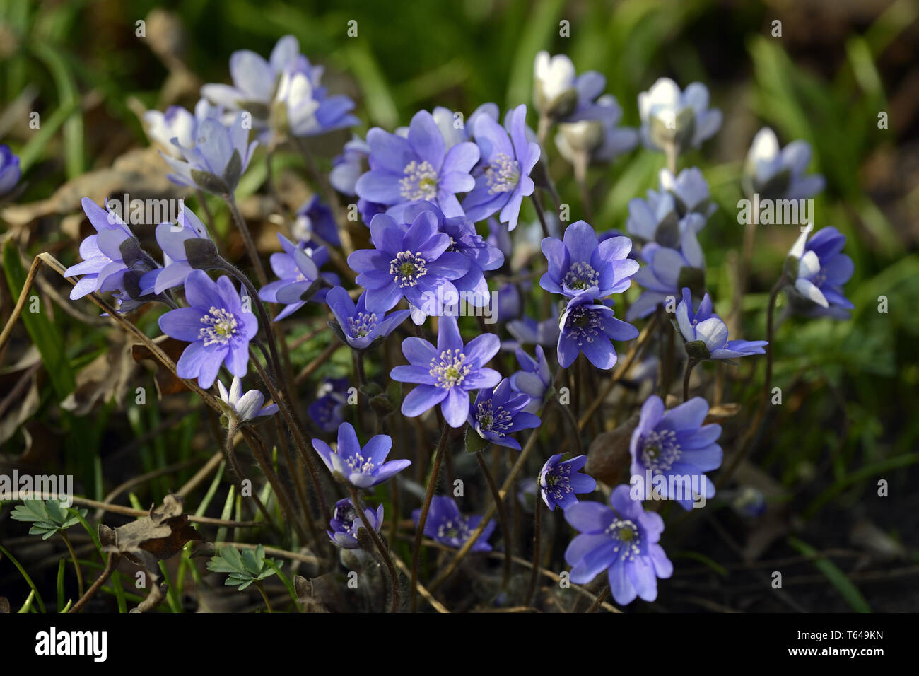 Liverwort, Anemone hepatica Stock Photo