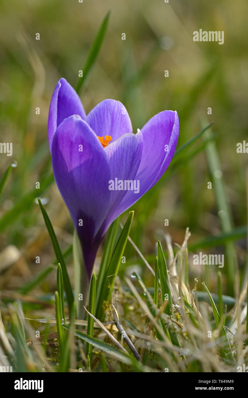 Crocus vernus, Spring crocus Stock Photo