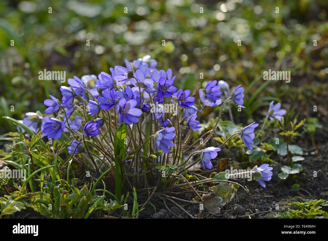 Liverwort, Anemone hepatica Stock Photo