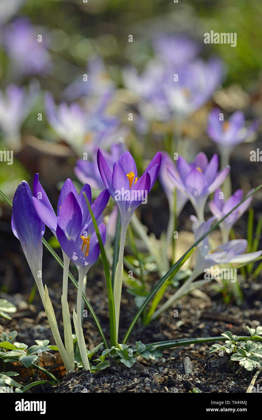 Crocus vernus, Spring crocus Stock Photo