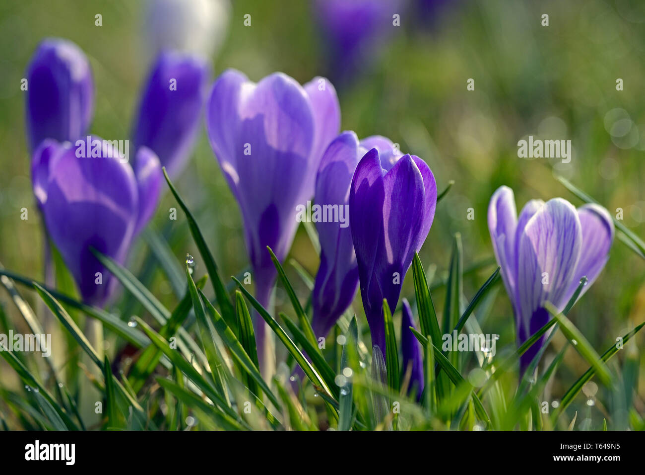 Crocus vernus, Spring crocus Stock Photo