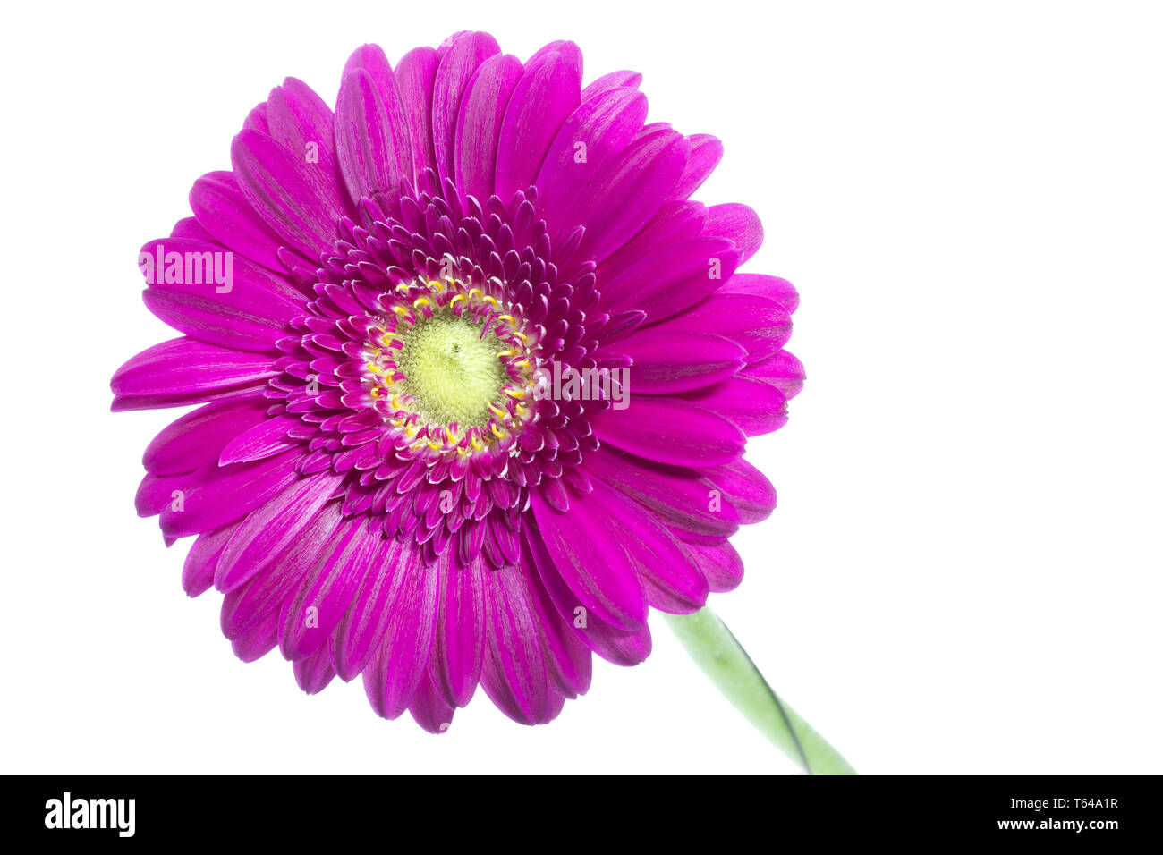 Gerbera, Asteraceae (daisy family) Stock Photo