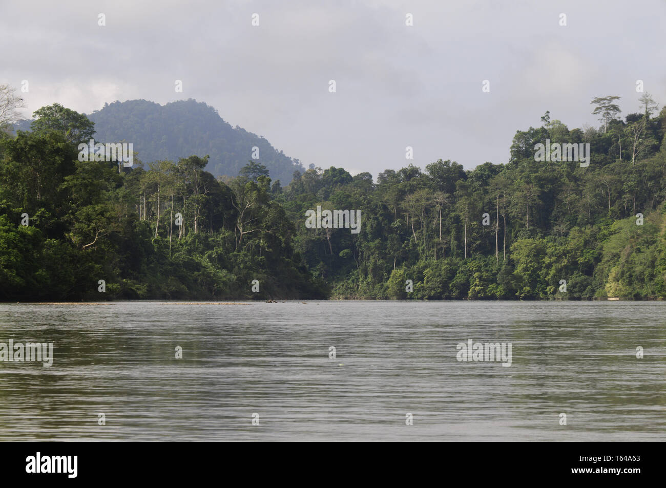 Rainforest Dense Asia Jungle High Resolution Stock Photography and ...