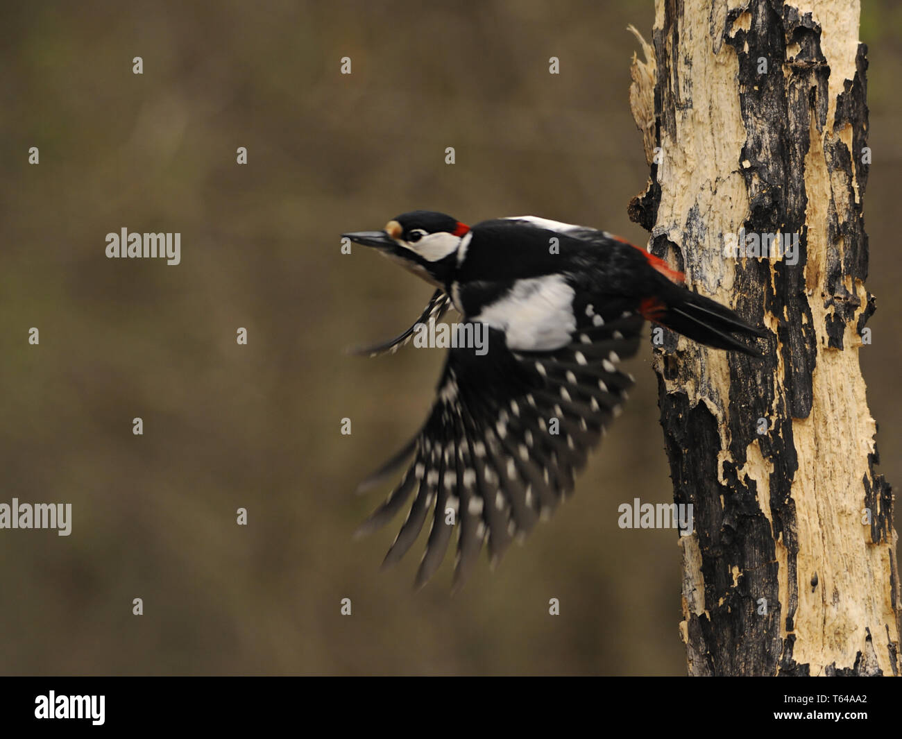 great woodpecker, Dendrocopos major Stock Photo