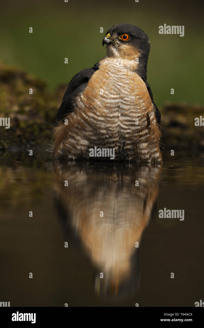 Eurasian sparrow Hawk (Accipiter nisus), Germany Stock Photo Alamy