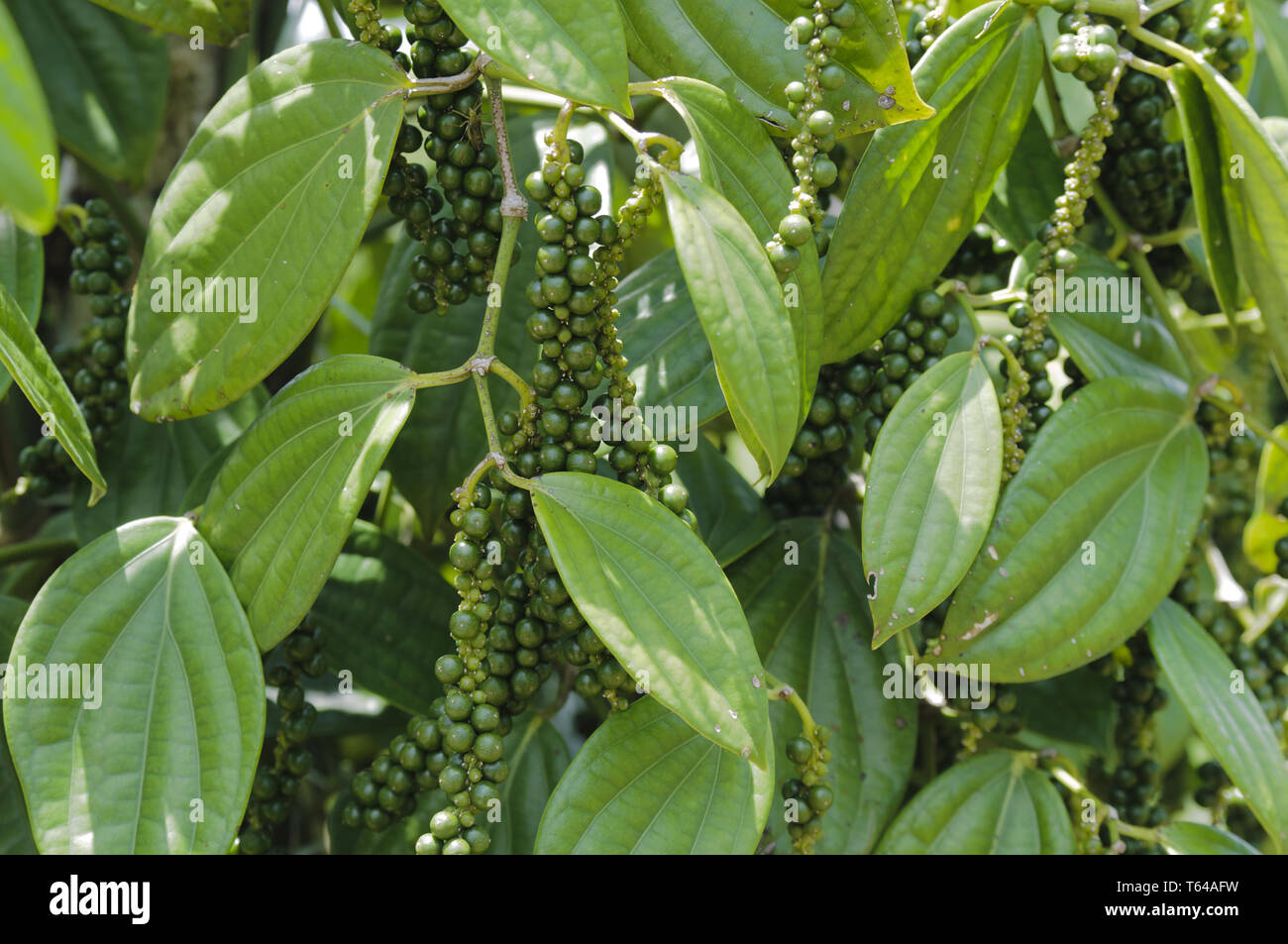 Pepper bush, Piper Nigrum Stock Photo