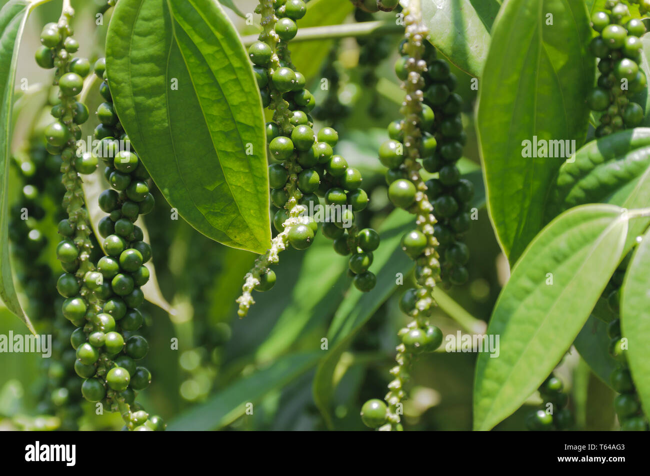Pepper bush, Piper Nigrum Stock Photo