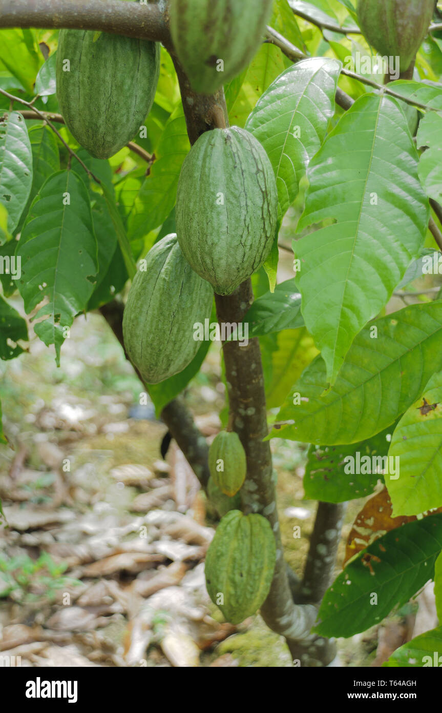 Cocoa fruits and cocoa beans Stock Photo Alamy