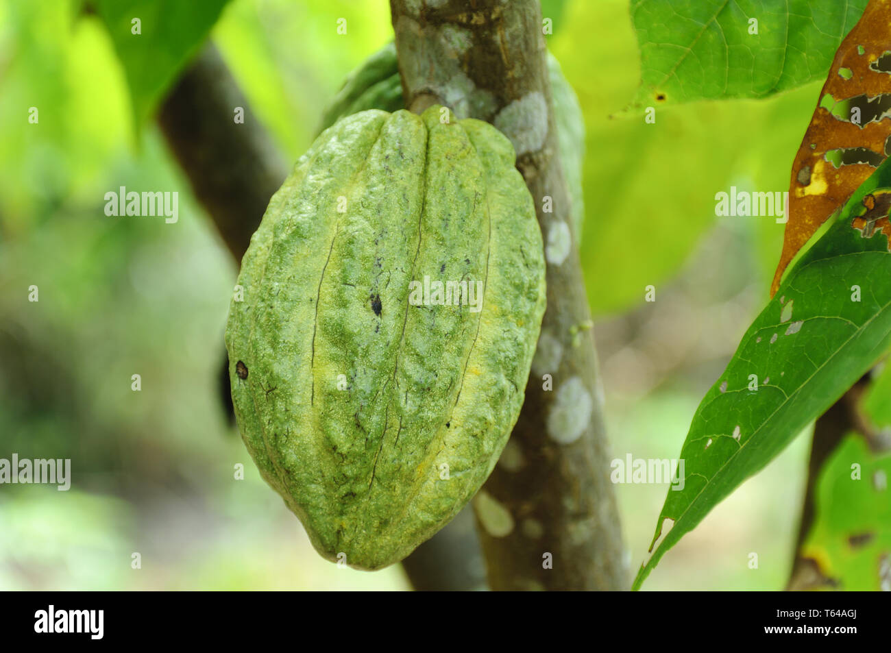 Cocoa fruits and cocoa beans Stock Photo Alamy