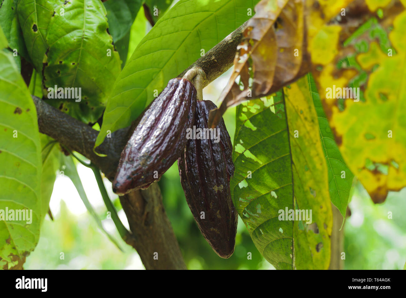 Cocoa fruits and cocoa beans Stock Photo Alamy