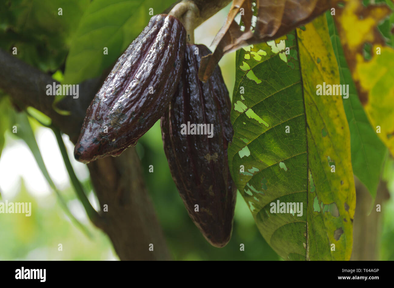Cocoa fruits and cocoa beans Stock Photo Alamy