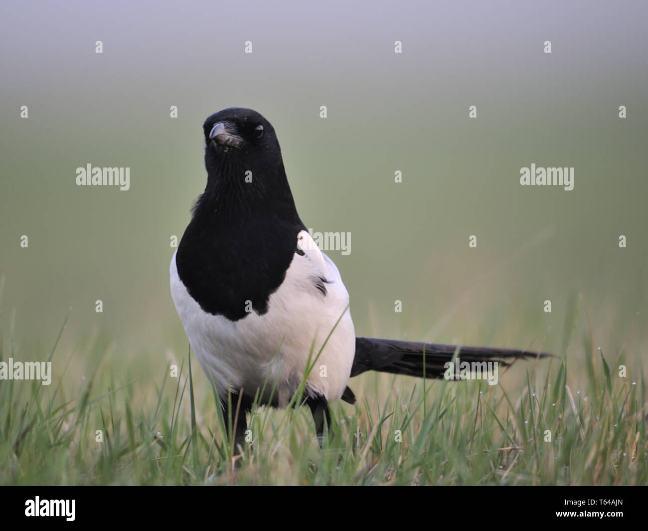 Magpie, Pica Pica, Germany Stock Photo