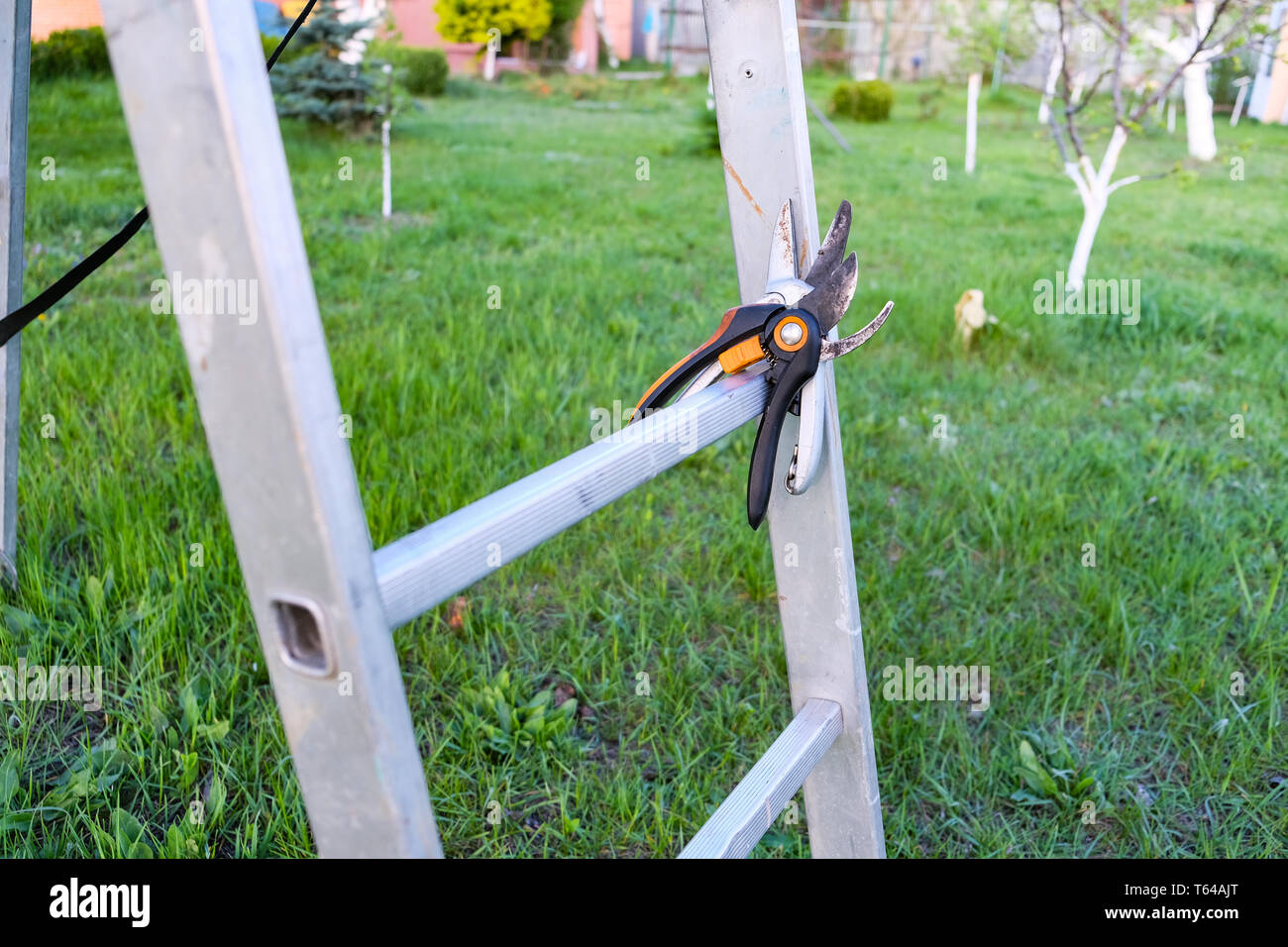 Stepladder in the garden. Aluminum ladder for harvesting Stock Photo