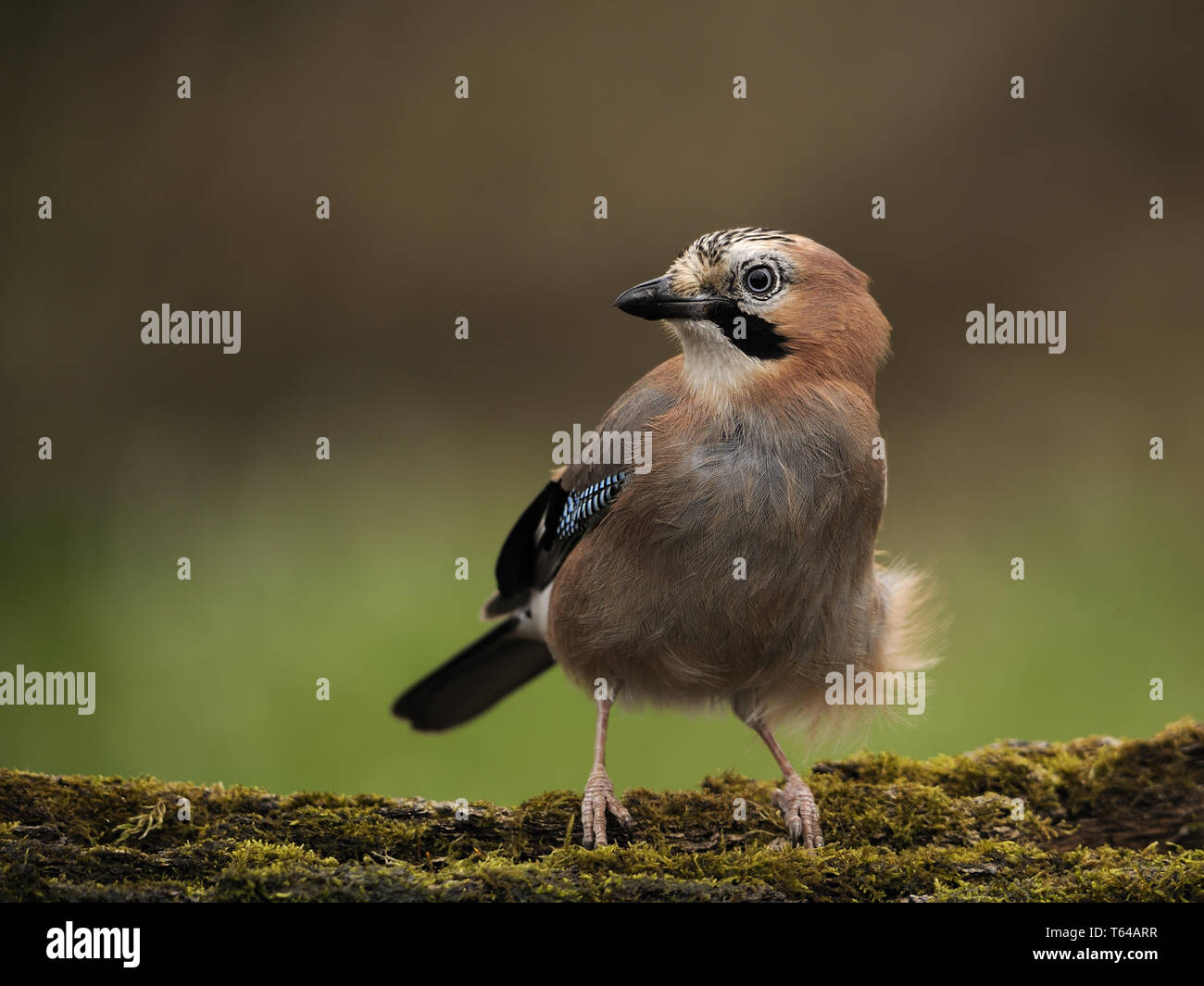 Eurasian jay, Garrulus glandarius Stock Photo