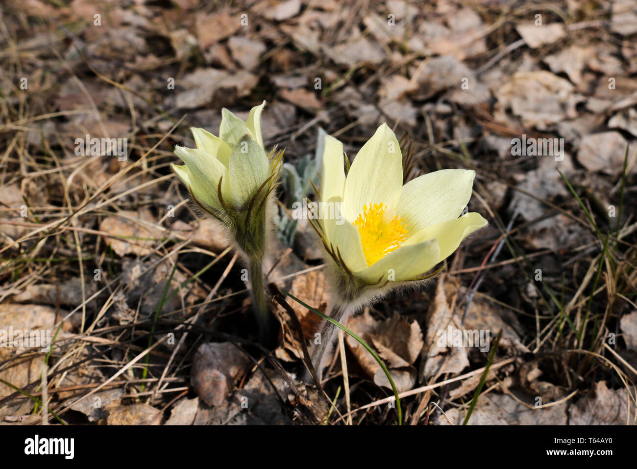 The First Spring Flowers Of Prairie Crocus, Pasque Flower, Prairie ...