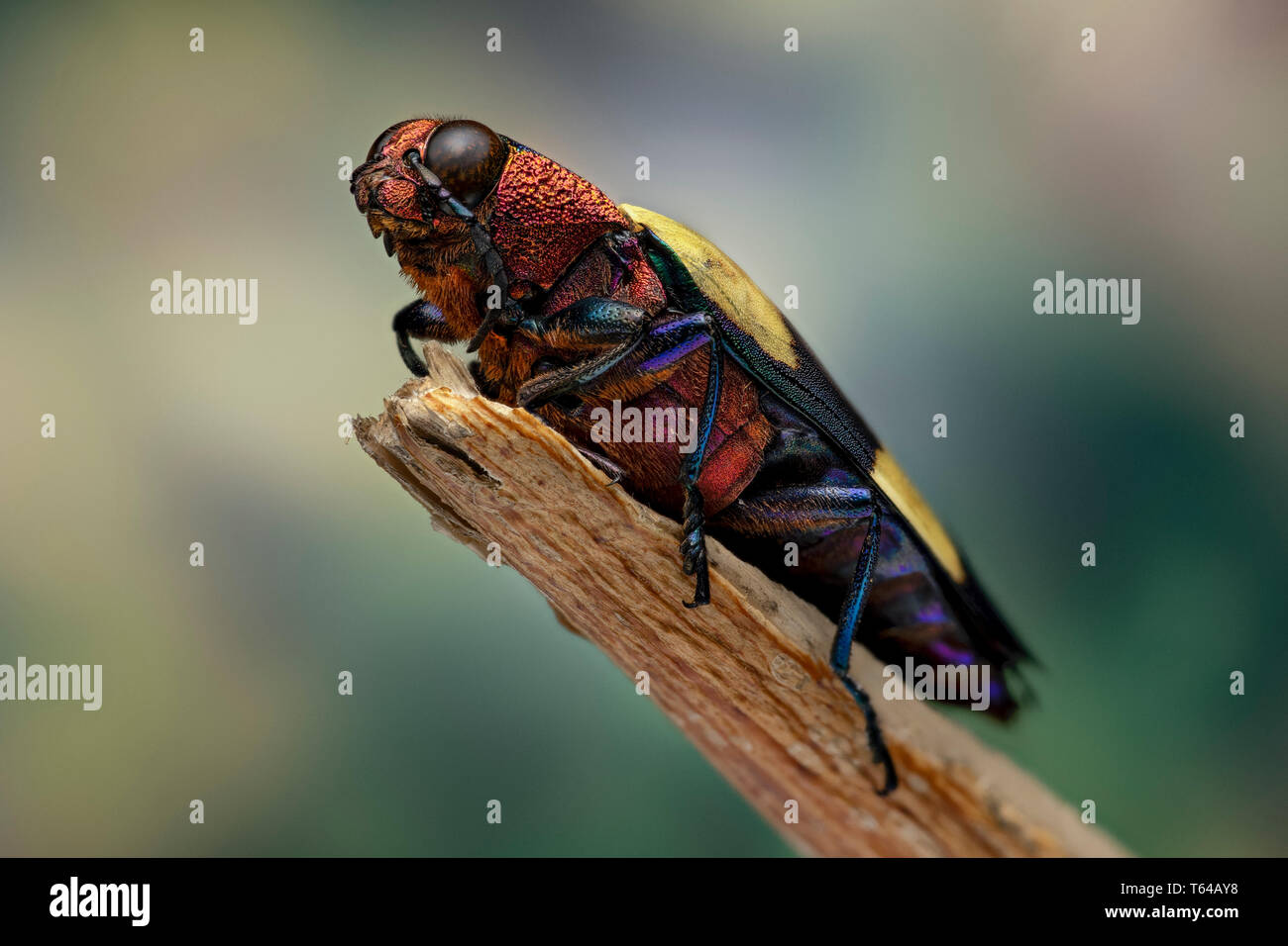Buprestidae - jewel beetle Stock Photo