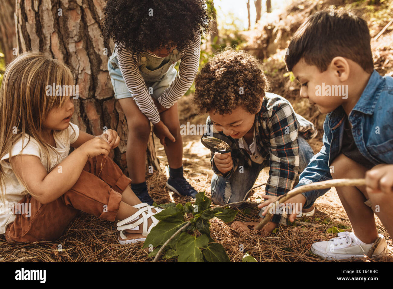 Children in forest looking at leaves as a researcher together with the magnifying glass. Stock Photo