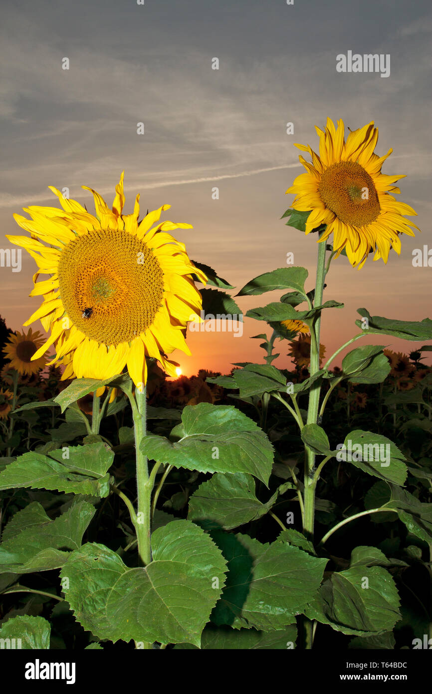 Sunflowers Stock Photo