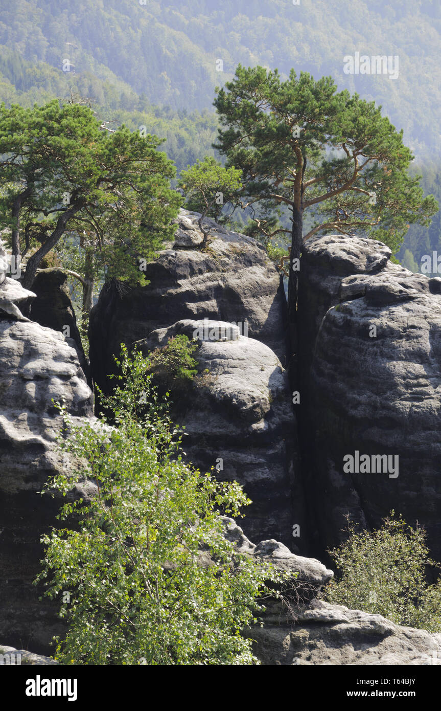 Switzerland saxony tree stone hi-res stock photography and images - Alamy