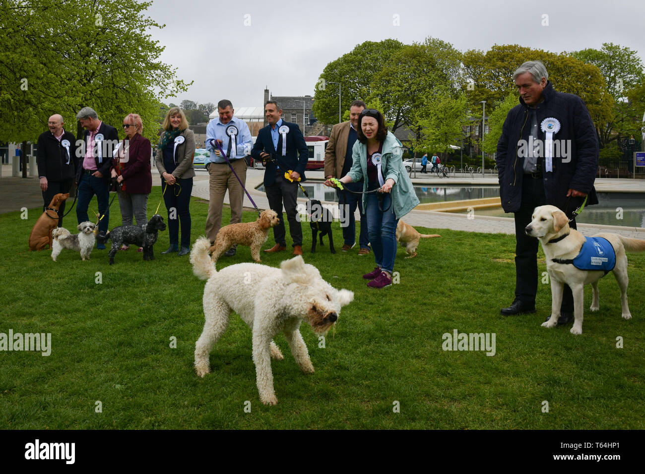 kennel club rescue dogs