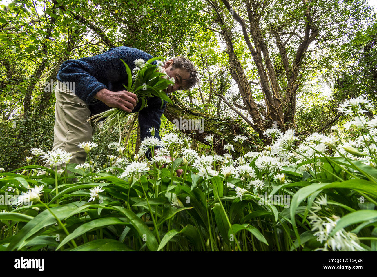 Ardara, County Donegal, Ireland. 29th April 2019. Foraging for wild garlic, 'Allium ursmum', know colloquially as 'ramsons', it has just begun to flower this spring. All parts of the plant are edible and foraging has become popular as a modern lifestyle choice in Ireland. Credit: Richard Wayman/Alamy Live News Stock Photo
