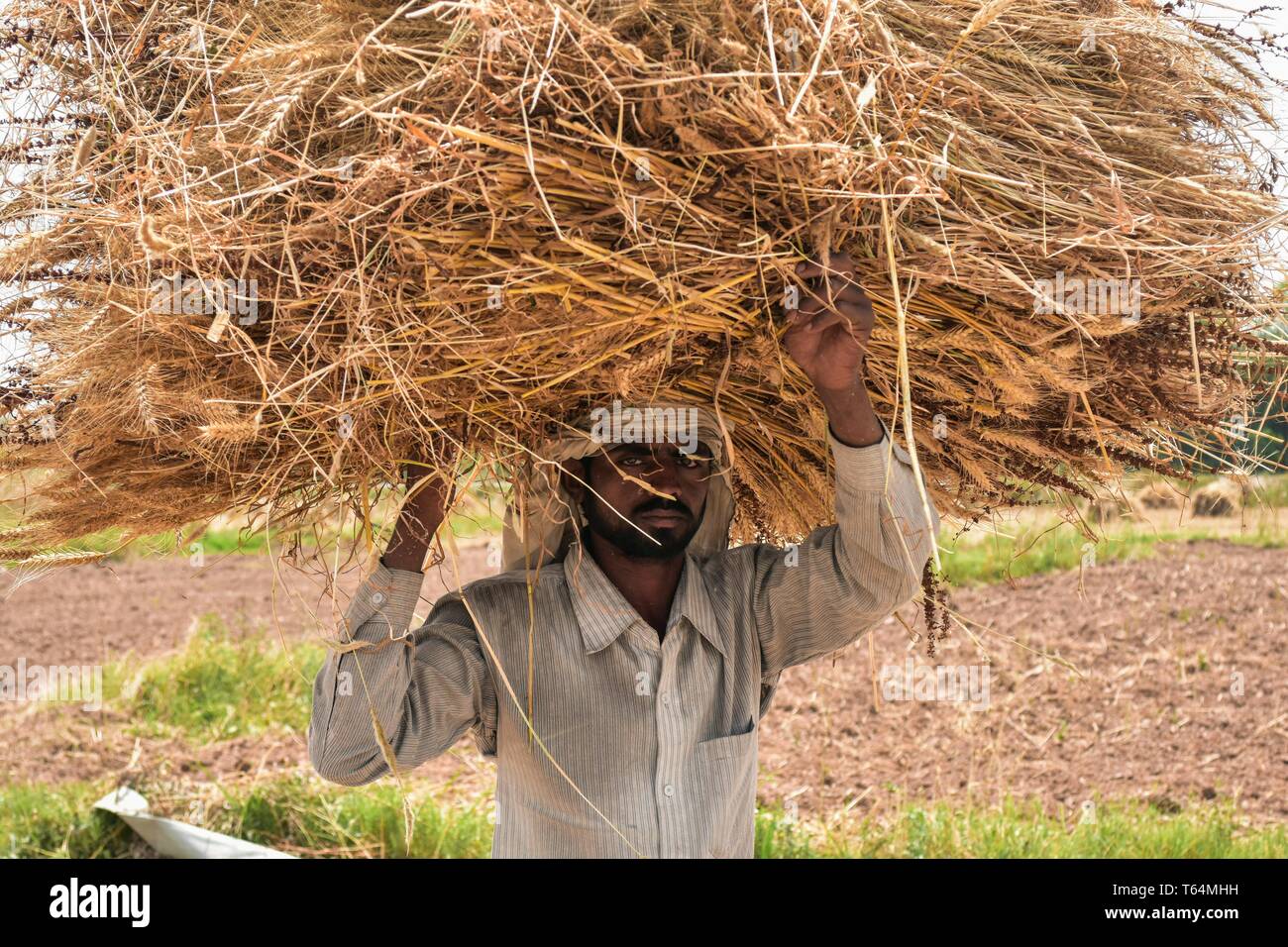 Punjab, Punjab, India. 29th Apr, 2019. An Indian farmer seen carrying a