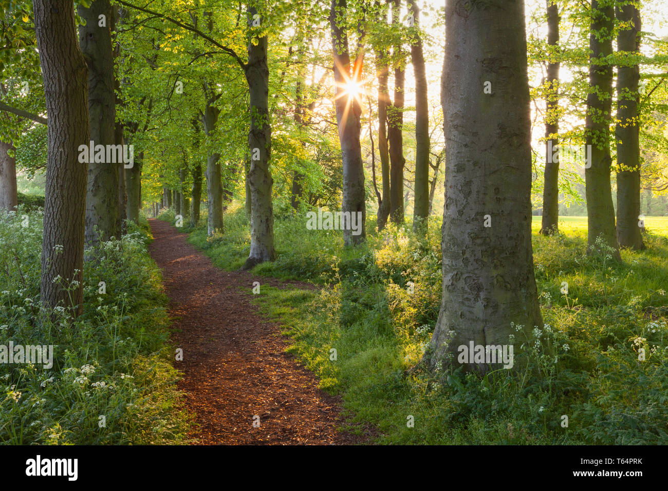 Barton-upon-Humber, North Lincolnshire. 29th Apr 2019. UK Weather: Evening light through Beech Trees in Baysgarth Park in Spring. Barton-upon-Humber, North Lincolnshire, UK. 29th April 2019. Credit: LEE BEEL/Alamy Live News Stock Photo