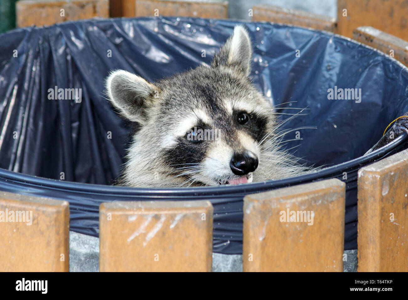 Raccoon garbage can hires stock photography and images Alamy