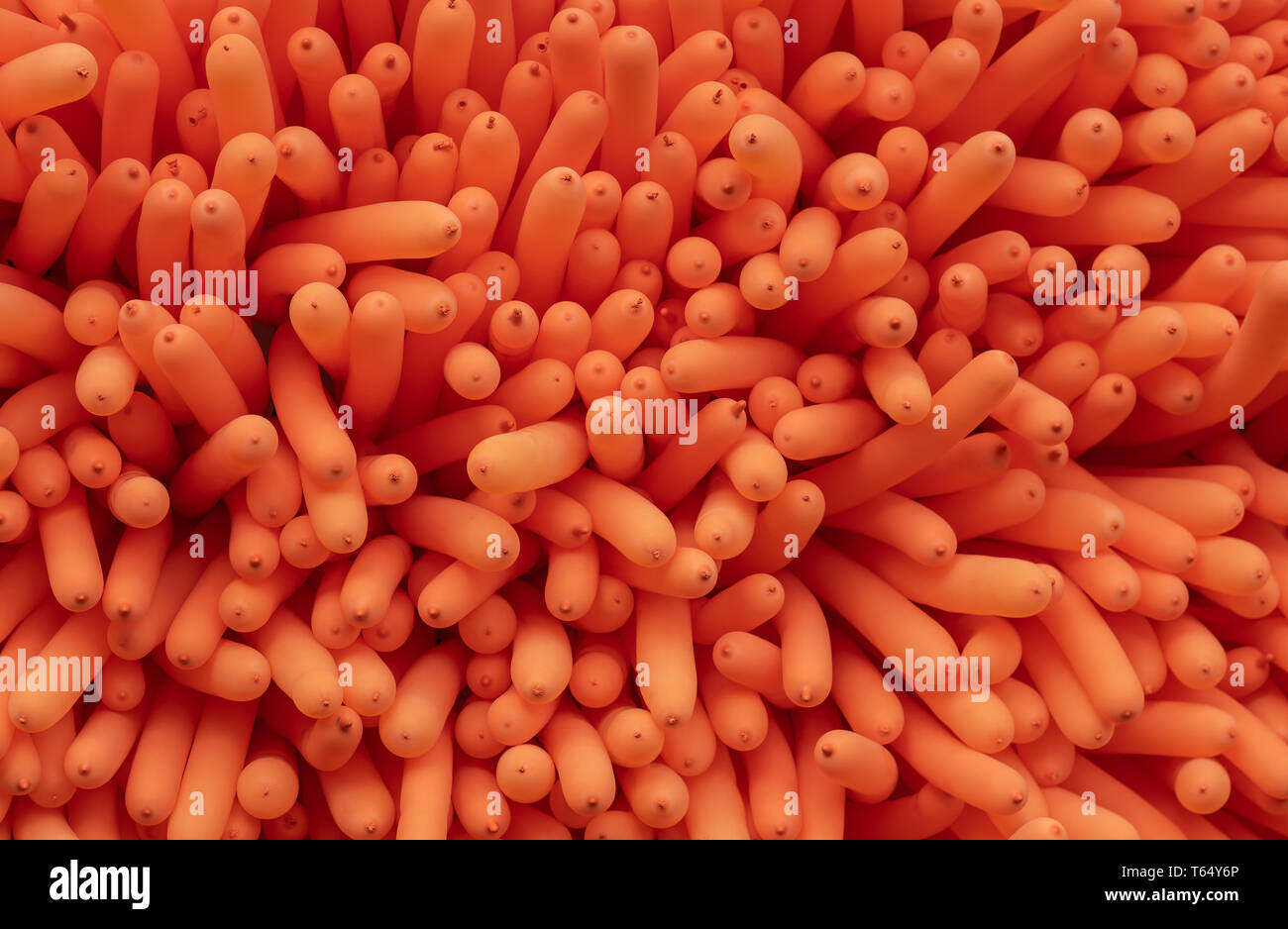 Background made from many inflatable toy balloon Stock Photo