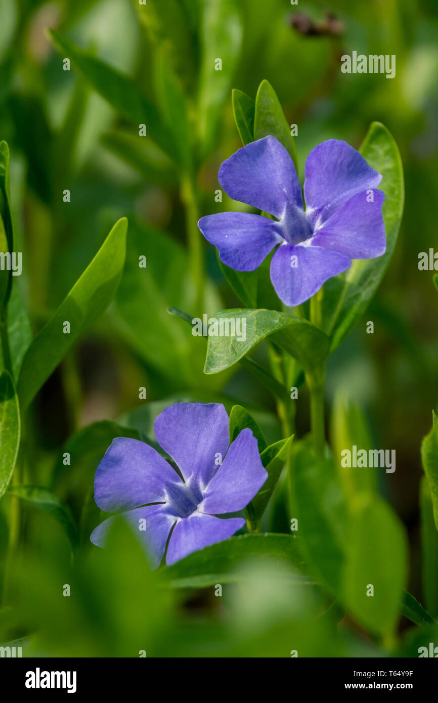 Small Violet flowers, abstract soft floral background Stock Photo