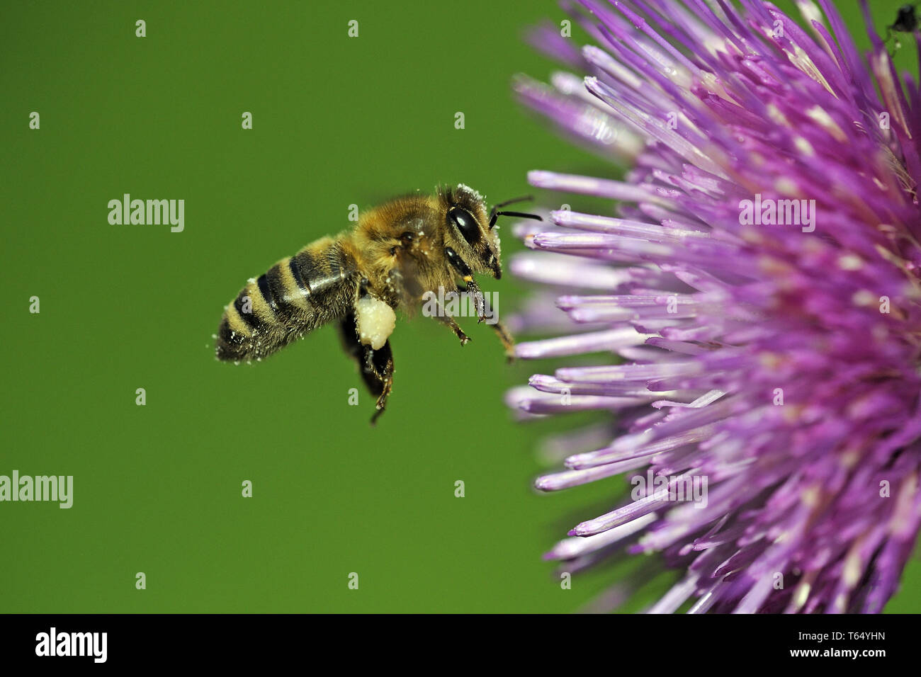 Honey Bee (Apis mellifica), Germany Stock Photo