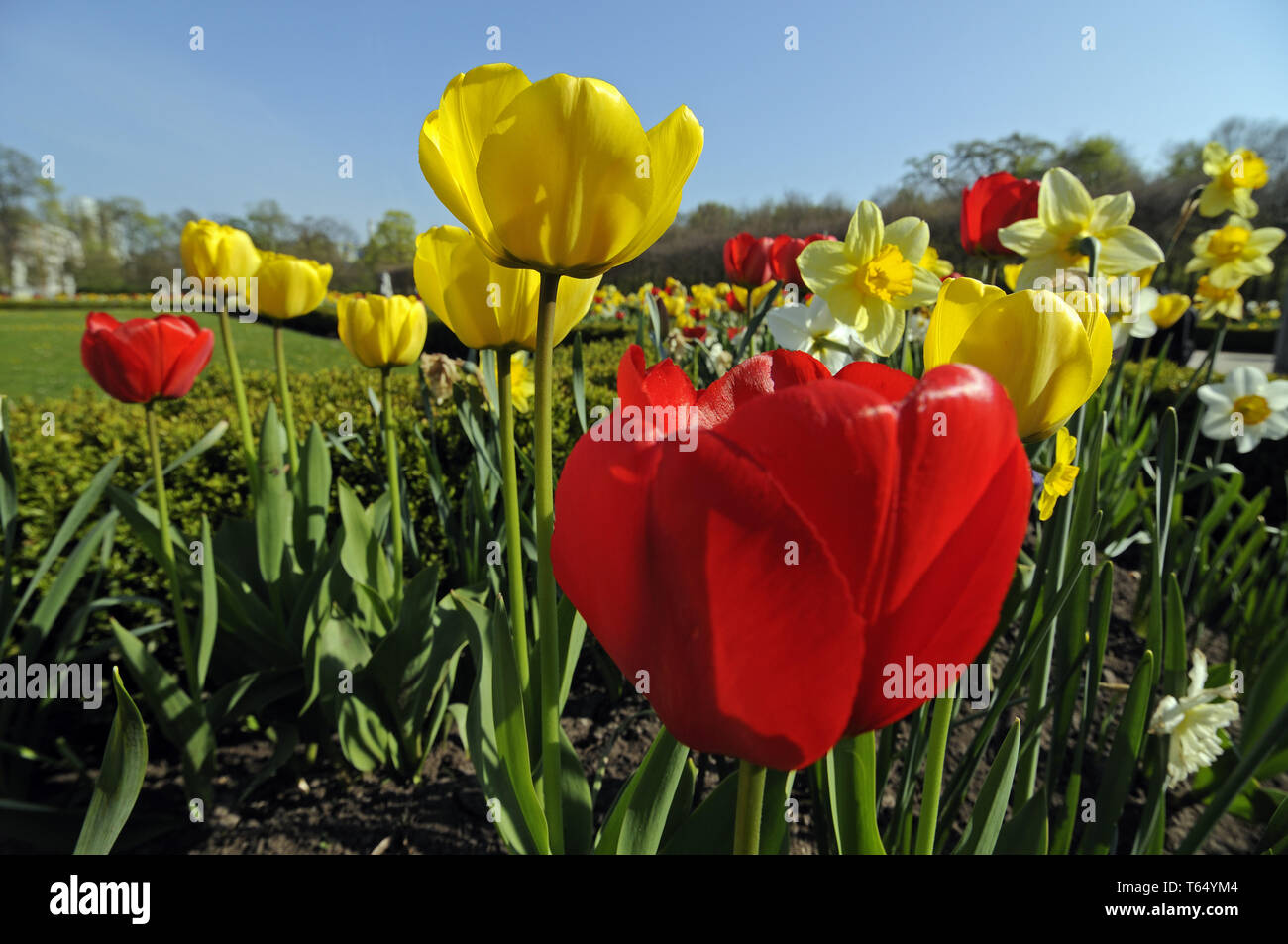 Tulip blooming season in the Netherlands, Europe Stock Photo Alamy