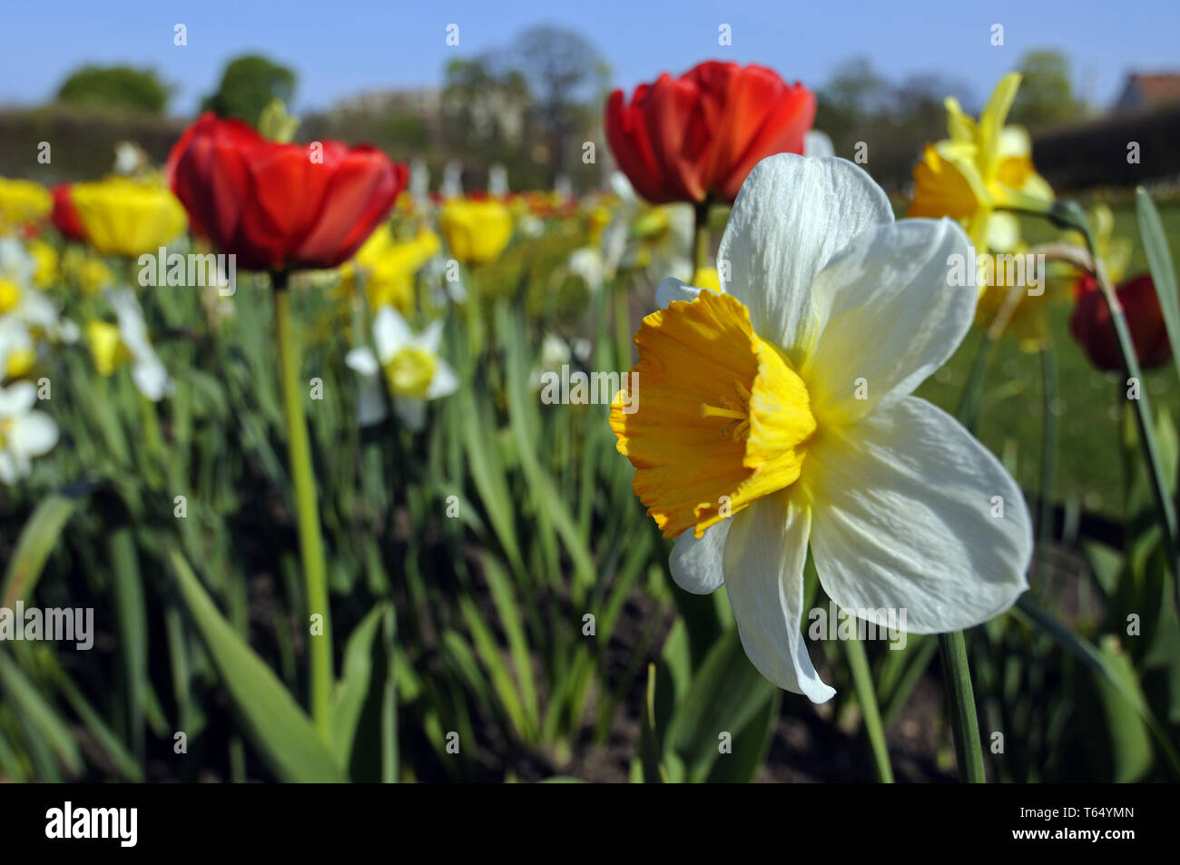 Tulip blooming season in the Netherlands, Europe Stock Photo Alamy