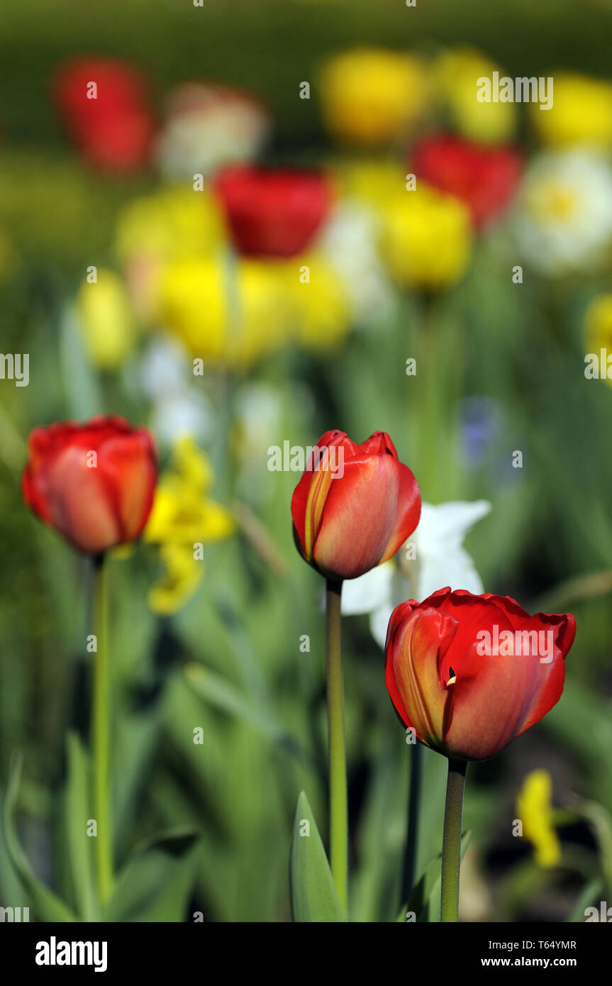 Tulip blooming season in the Netherlands, Europe Stock Photo Alamy