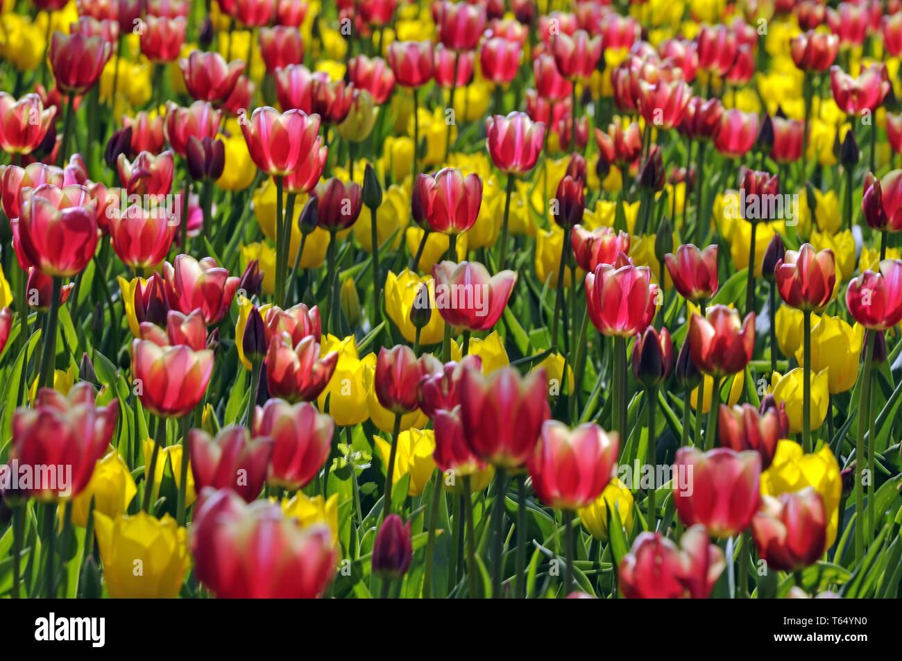 Tulip blooming season in the Netherlands, Europe Stock Photo Alamy