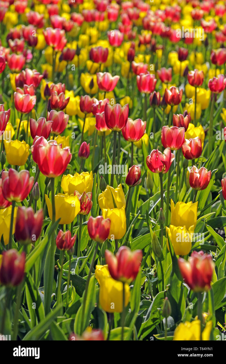 Tulip blooming season in the Netherlands, Europe Stock Photo Alamy