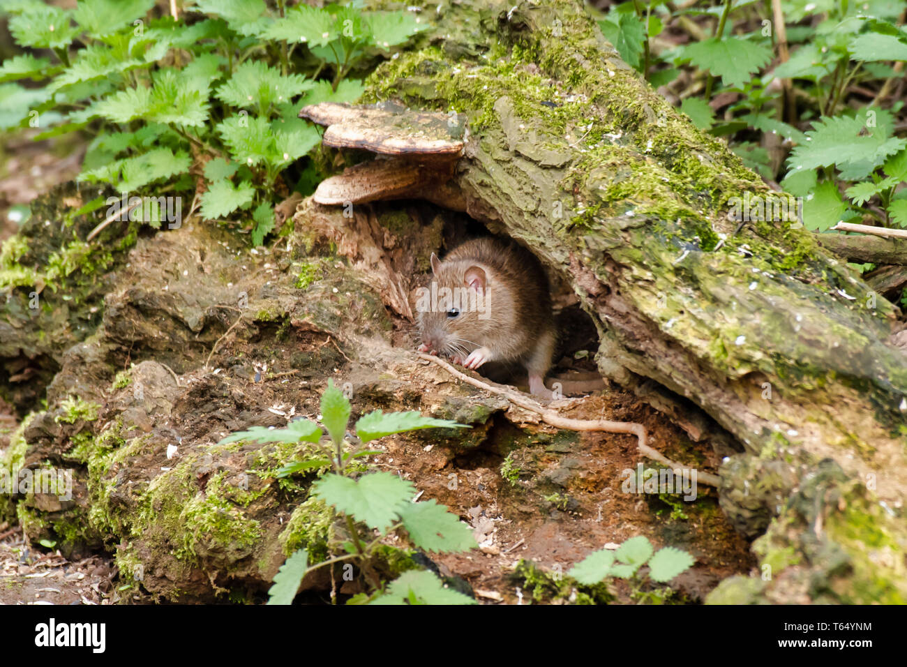 A close up of a young rat as it emerges from a under an old log in the forest Stock Photo