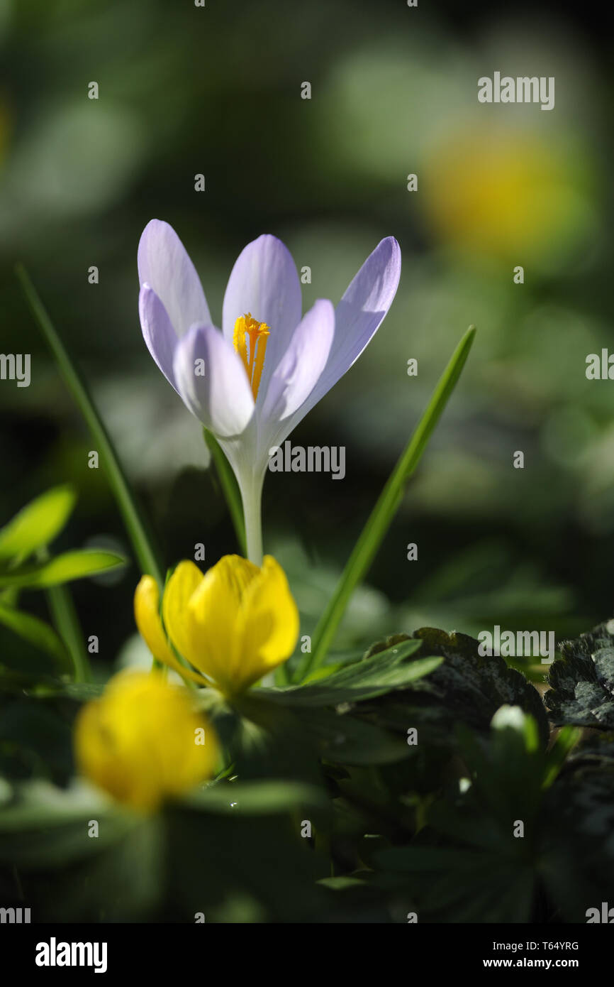 Crocus vernus, Spring crocus Stock Photo