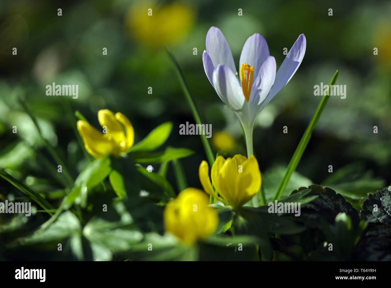 Crocus vernus, Spring crocus Stock Photo