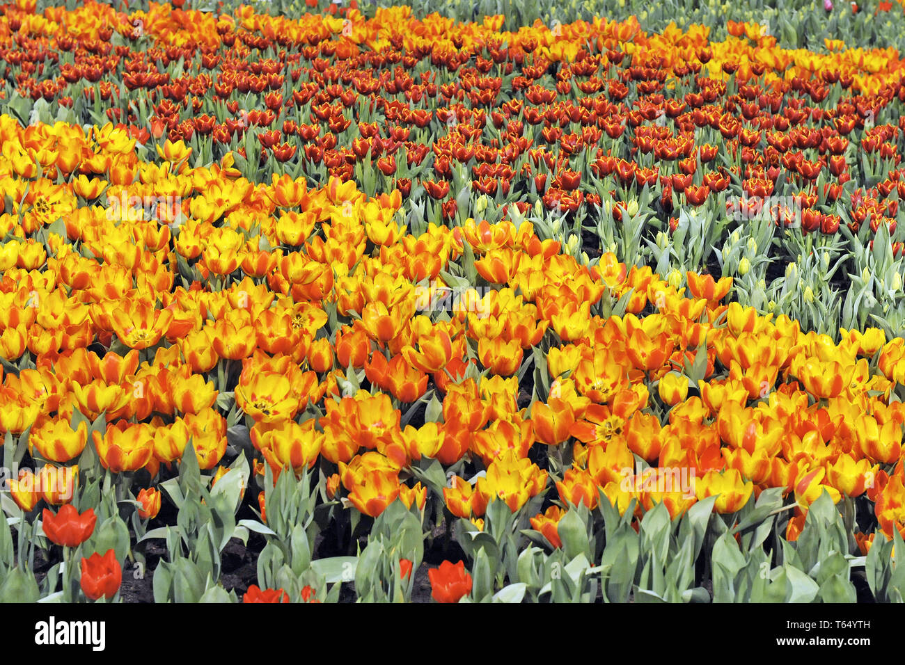 Tulip blooming season in the Netherlands, Europe Stock Photo Alamy